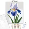 Derűs írisz virág - számfestő készlet - Számfestő.hu - 40×50cm - Keretre feszítve