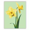 Tavaszi nárciszok - számfestő készlet - Számfestő.hu - 50×60cm - Keret nélkül