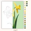 Tavaszi nárciszok - számfestő készlet - Számfestő.hu - 40×50cm - Keretre feszítve