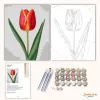 Letisztult tulipán - számfestő készlet - Számfestő.hu - 40×50cm - Keret nélkül