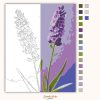 Levendulák csendje - számfestő készlet - Számfestő.hu - 50×60cm - Keret nélkül
