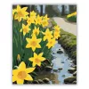 Nárciszok a patakparton - számfestő készlet - Számfestő.hu - 50×60cm - Keretre feszítve
