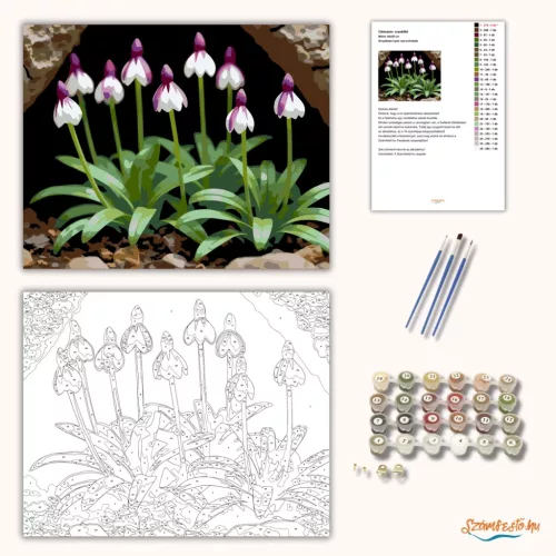 Árnyékban nyíló vad orchideák - számfestő készlet - Számfestő.hu - 50×60cm - Keretre feszítve