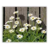 Margaréták a kerítésnél - számfestő készlet - Számfestő.hu - 50×60cm - Keret nélkül