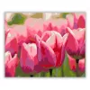 Pirkadati tulipánok - számfestő készlet - Számfestő.hu - 50×60cm - Keretre feszítve