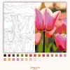 Csodálatos tulipánok - számfestő készlet - Számfestő.hu - 50×60cm - Keretre feszítve