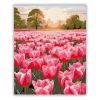 Tulipánmező - számfestő készlet - Számfestő.hu - 40×50cm - Keretre feszítve