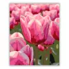 Harmatcseppes tulipánok - számfestő készlet - Számfestő.hu - 40×50cm - Keretre feszítve