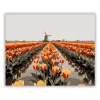 Eső utáni tulipánmező - számfestő készlet - Számfestő.hu - 40×50cm - Keret nélkül