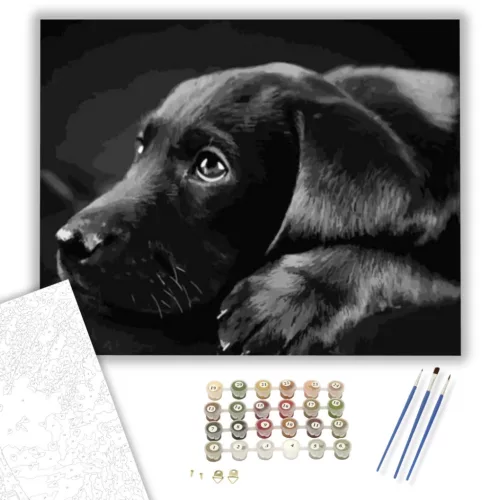 Fekete Labrador - számfestő készlet - Számfestő.hu - 80×100cm - keretre feszítve