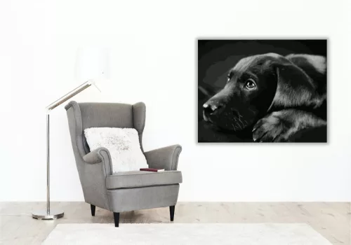 Fekete Labrador - számfestő készlet - Számfestő.hu - 50×60cm - keret nélkül