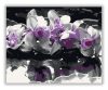Lila Orchidea - számfestő készlet  - Számfestő.hu