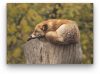 Pihenő Róka - vászonkép
