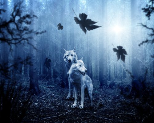 Sötét erdő farkasai - vászonkép