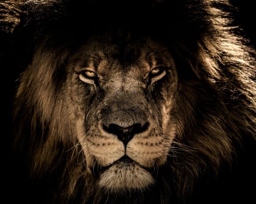 Afrikai oroszlán - vászonkép