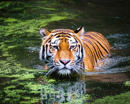 Tigris a vízben - vászonkép