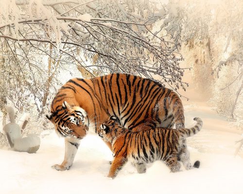 Tigris kölyök anyával - vászonkép