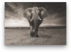 Elefánt fekete-fehérben - vászonkép