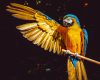 Sárga ara papagáj - vászonkép