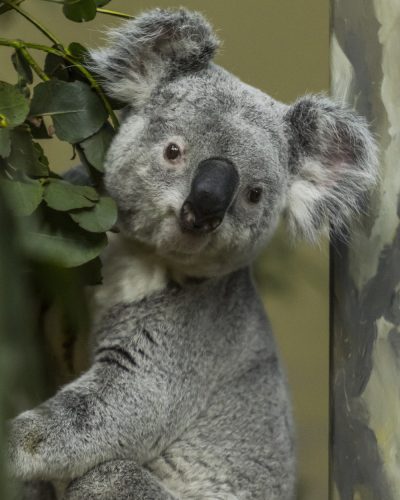 Szürke koalal - vászonkép