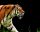 Tigris cica - vászonkép