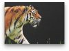 Tigris cica - vászonkép