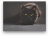 Fekete macska - vászonkép