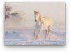 fehér ló - vászonkép