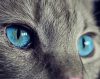 Kék cica szem - vászonkép