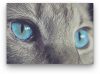 Kék cica szem - vászonkép