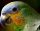 Színes ara papagáj - vászonkép