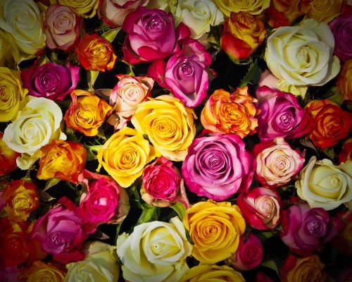 Színes Rózsavirágok - vászonkép
