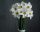 Fehér Nárcisz virágok - vászonkép